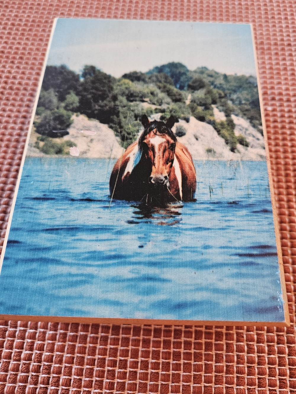Vintage Cedar Wood Trinket Jewelry Box with Horse in Water on Front